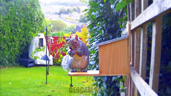 Squirrel Feeder Webcam in a Garden in Sheffield, England