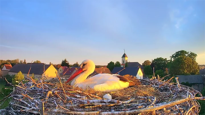 Webcam in the nest of storks, Havelsee, Germany