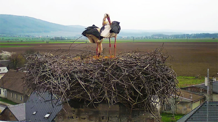 Webcam at the nest of storks in the village of Dlouga Lochka