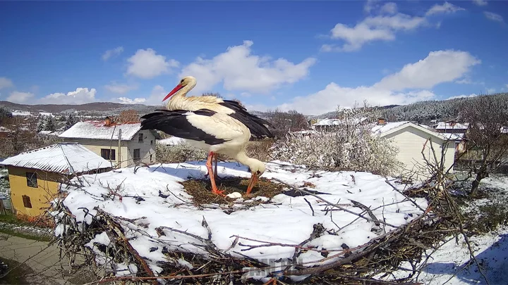 Webcam at the nest of white storks in the village of Yarlovo