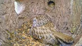 Webcam in the tawny owl's nest, Denmark