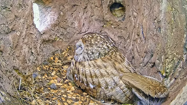 Webcam in the tawny owl's nest, Denmark
