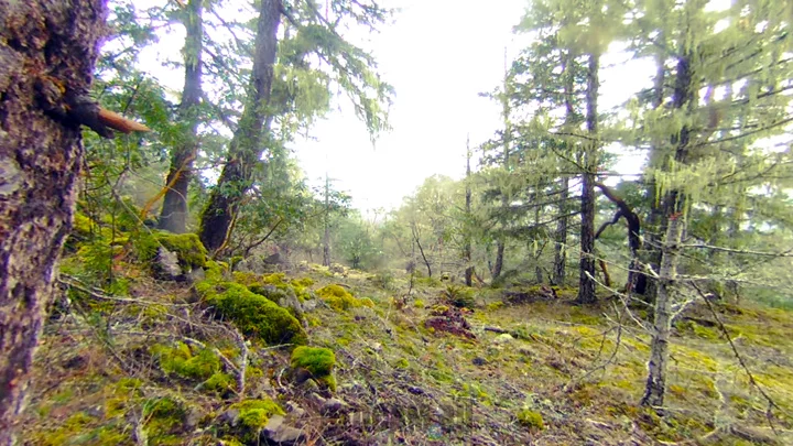 360° веб-камера в умеренном тропическом лесу Британской Колумбии