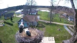 Webcam at the nest of white storks in the village of Tinevichi (Tinevichi, Belarus)