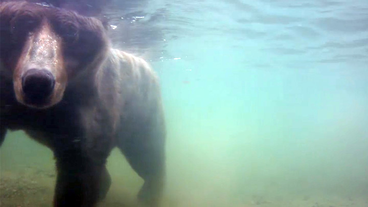Underwater webcam on the Brooks River