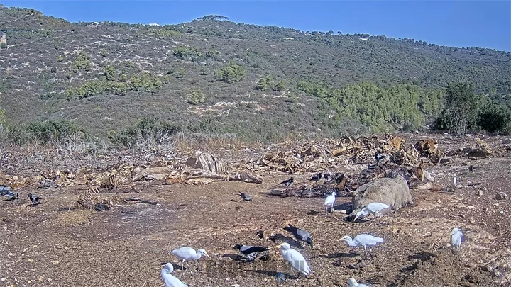 Webcam at the vulture feeding station, Israel