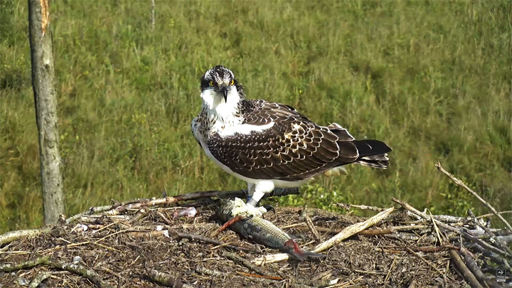 osprey webcam lake district