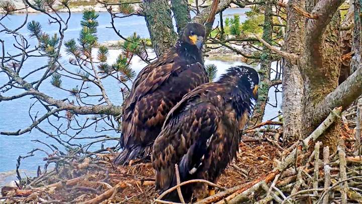 Webcam at the nest of white-tailed eagles on Smola island: White-tailed Eagles on Smila Island, June 17, 2019