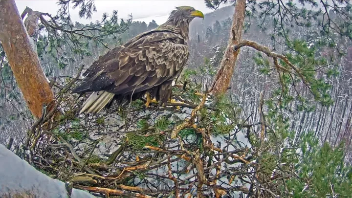 Webcam at the nest of white-tailed eagles, Nizhnyaya Kama park, Tatarstan, Russia