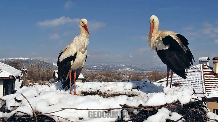 Веб-камера у гнезда аистов в селе Драгушиново, Болгария: Аисты в снегу. Апрель 2021