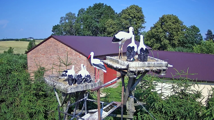 Webcam at the nests of abandoned storks, Kozubszczyzna, Poland